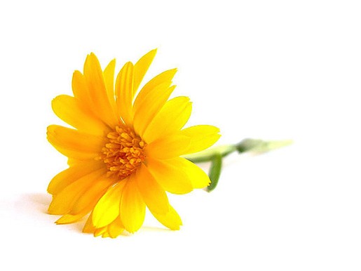 yellow daisy-1