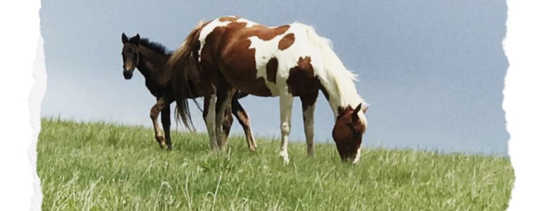 horses on the Lakota reservation re-member